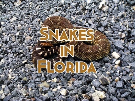 12 Florida Snakes Identified Safely