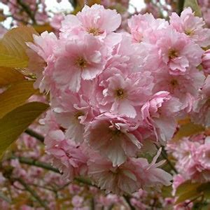 12+ Flowering Cherry Secrets For Gardeners