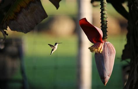 12 Hummingbirds In Florida To Spot Easily