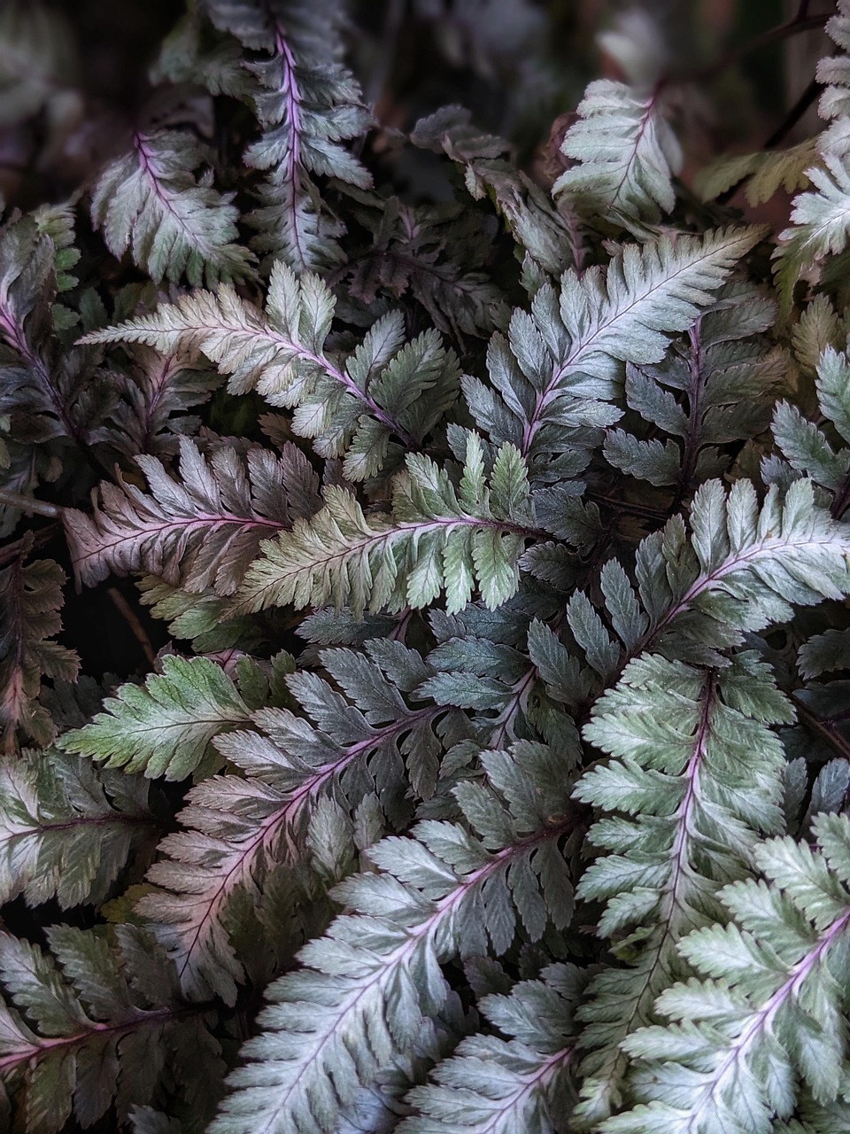 12 Japanese Painted Fern Care Tips For Success