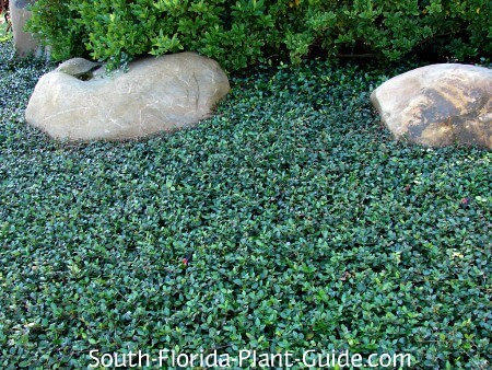 12 Jasmine Plant Florida Care Tips