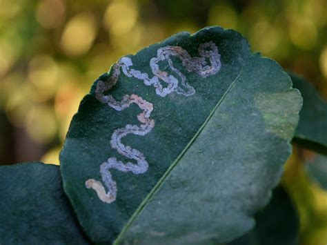 12+ Leaf Miner Control Methods For Farmers