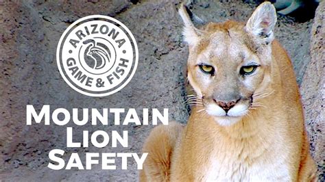 12 Mountain Lion Alberta Safety Tips