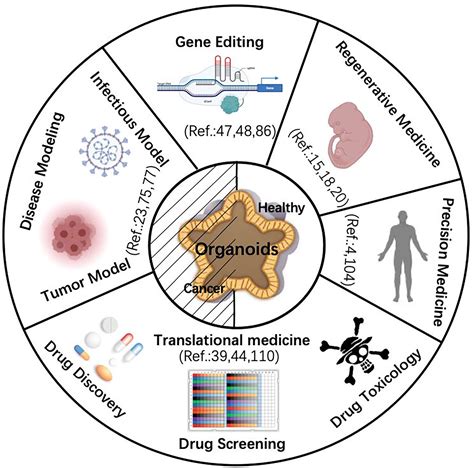 12 Organoids In Cancer Research For Better Outcomes