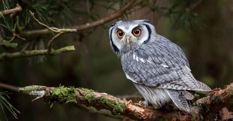 12 Owl Predators Facts To Know