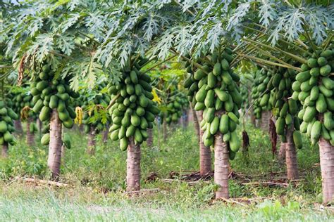 12 Papaya Tree Varieties For Better Harvests