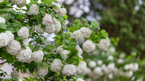 12+ Planting Secrets For Beautiful Viburnum