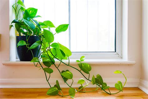 12 Plants With Leafy Fronds For Better Air