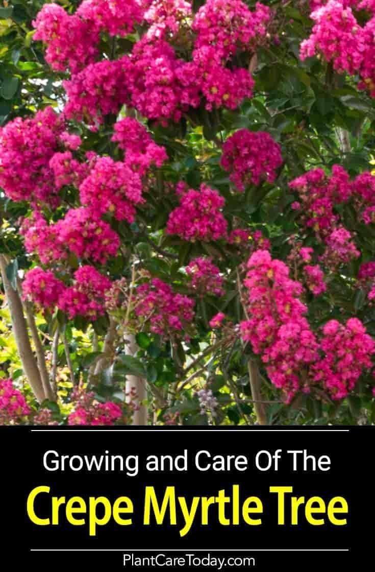 12 Queen Crepe Myrtle Care Tips