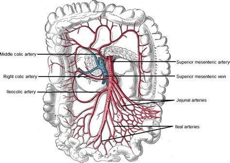 12 Rabbit Mesenteric Artery Facts For Better Research