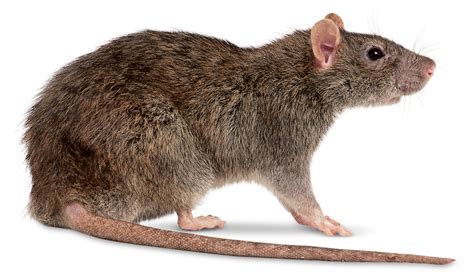 12 Rat Like Animal Facts Revealed