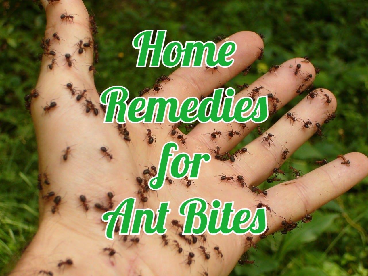 12 Red Ant Black Butt Remedies That Work