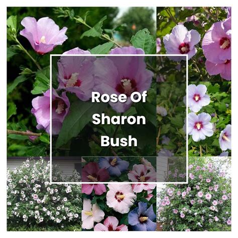 12 Rose Of Sharon Bush Tips For Easy Care