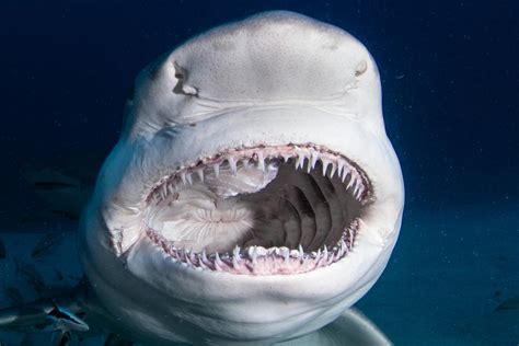 12 Shark Tongue Facts Revealed