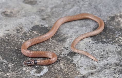 12 Southeastern Crowned Snake Facts For Experts