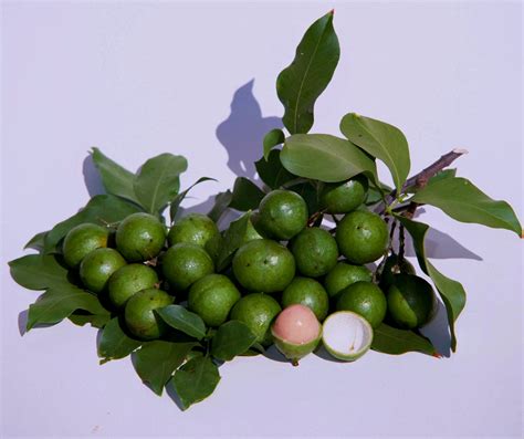 12+ Spanish Lime Secrets