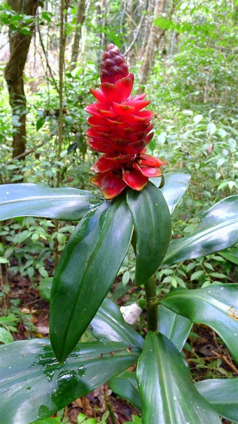 12 Spiral Ginger Plant Care Tips For Success