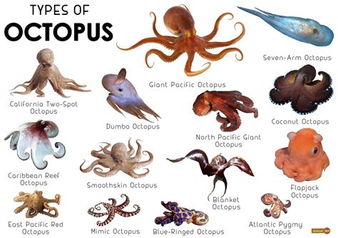 12 Squid Facts To Outsmart Octopus