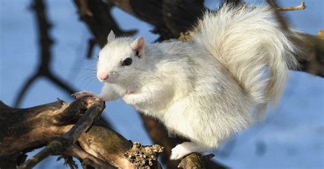 12 Squirrel White Tennessee Facts Revealed