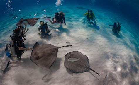 12+ Stingray Secrets For Safe Diving