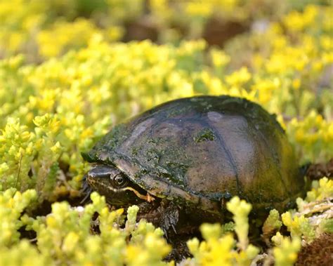 12 Stinkpot Common Musk Turtle Facts Revealed