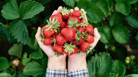 12 Strawberry Picking Secrets For Best Harvest