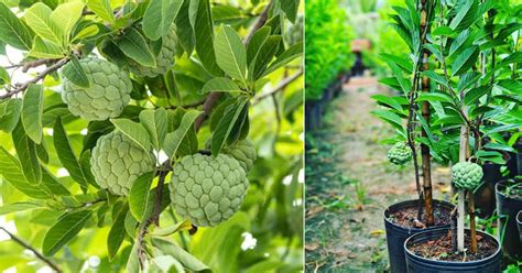 12 Sugar Apple Trees Tips For Faster Growth