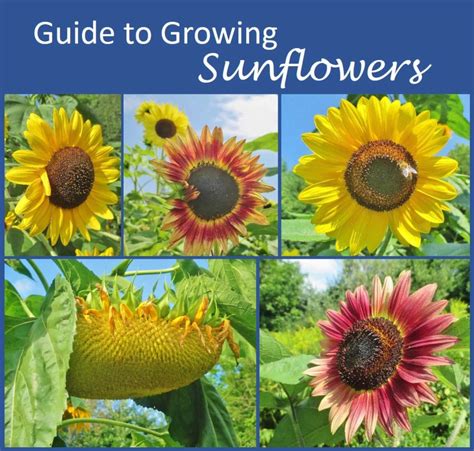 12 Sunflower Tips For Community Growth