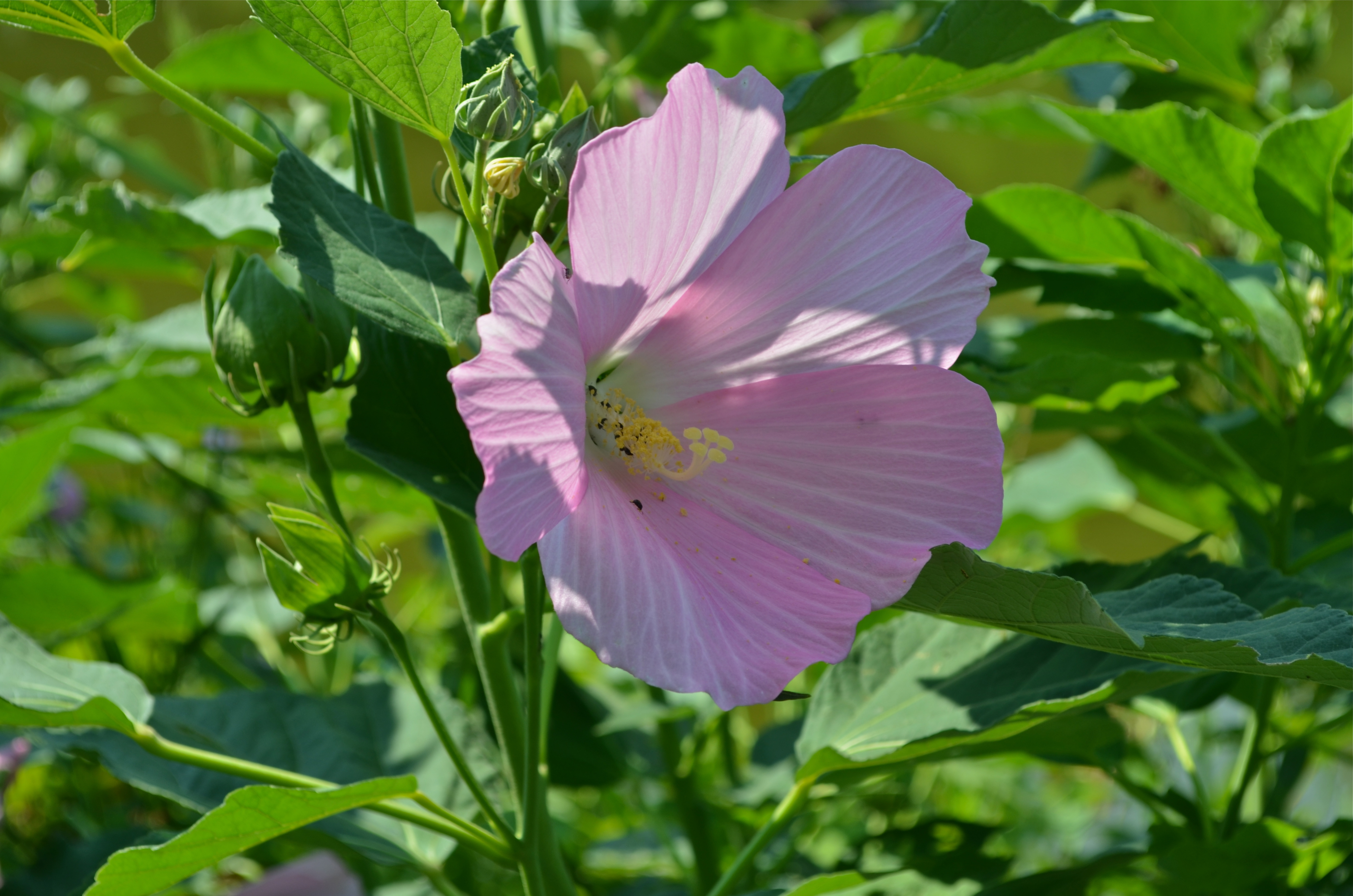 12+ Swamp Rose Mallow Secrets For Stunning Blooms