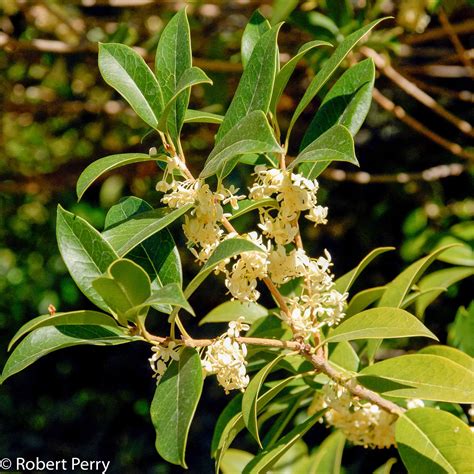 12+ Sweet Olive Secrets For Fragrant Blooms