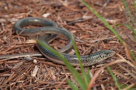 12+ Tips For Spotting Glass Lizards In Florida