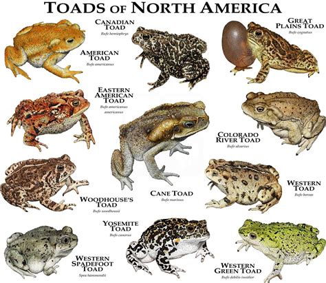 12+ Toad Species To Identify Easily