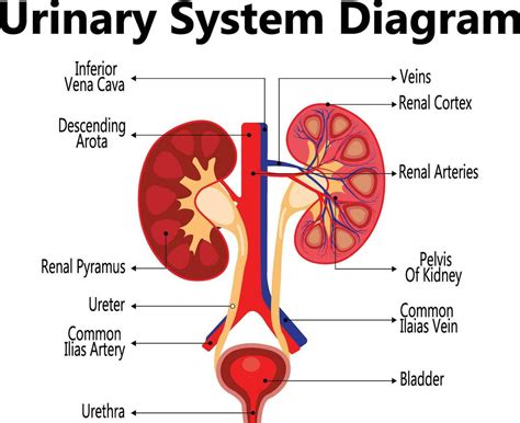 12 Urinary System Labeled Diagrams For Easy Understanding