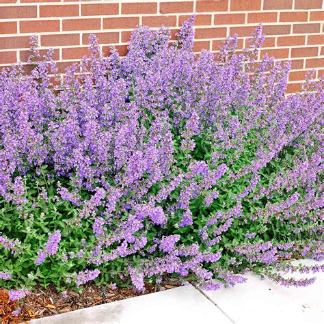 12+ Walker's Low Catmint Tips For Beautiful Blooms