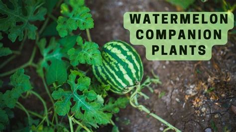 12 Watermelon Companion Plants For Healthy Growth