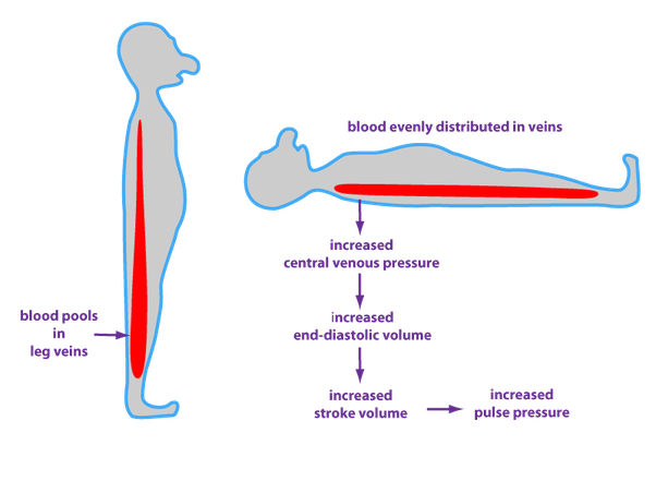 12+ Ways To Manage Bp Lying And Standing