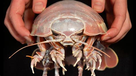 12 White Bug Sea Creature Facts Revealed