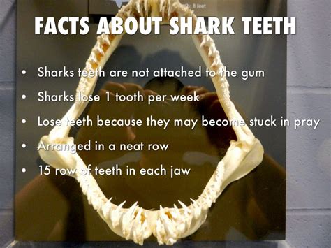 12 White Shark Tooth Facts To Know