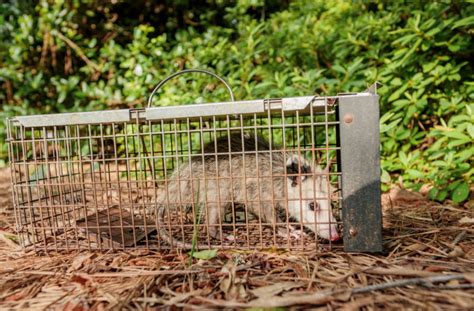 12+ Wildlife Removal Secrets From Local Experts