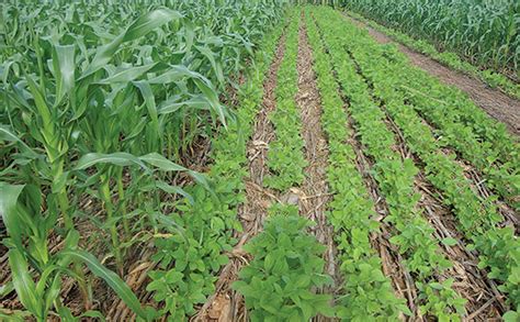 13+ Intercropping Downsides For Better Yield