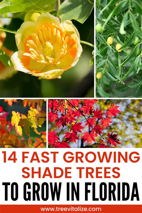 14 Fast Growing Shade Trees To Grow In Florida