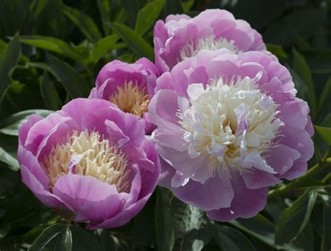 15 Beautiful Varieties Of Peony