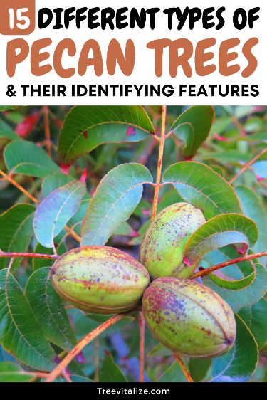 15 Different Types Of Pecan Trees Identifying Features