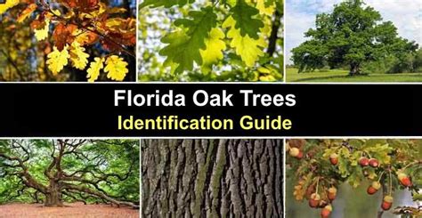 16 Common Types Of Oak Trees In Florida Including Native