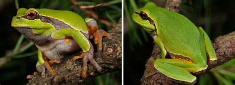 16 Types Of Frogs Found In Florida Id Guide Bird Watching Hq