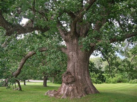 16 Types Of Oak Trees In Florida With Pictures House Grail