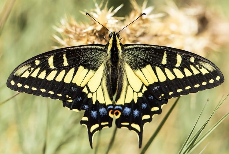 17 Common Butterflies Found In Alberta Canada Nature Blog Network