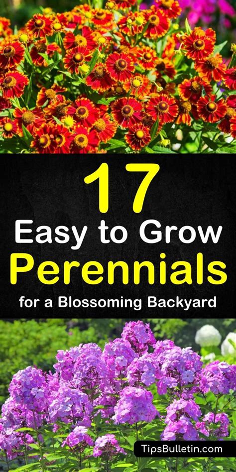 17 Easy To Grow Perennials Perennials Low Maintenance Garden