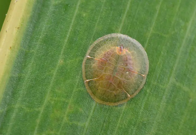 17 Palm Tree Insects Diseases And How To Treat Them