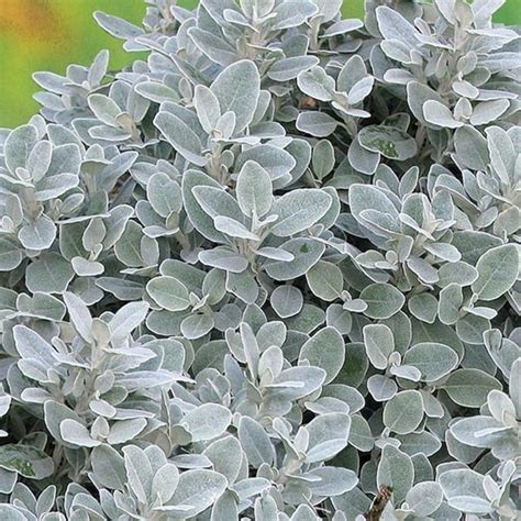 19 Of The Prettiest Silver Leaf Plants To Brighten Up Your Garden